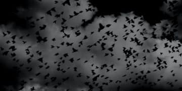 silhouette of flock of birds on sky